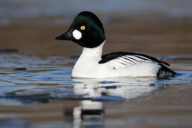 Goldeneye, Bucephala clangula, single male on icy water, Gloucestershire, January 2012