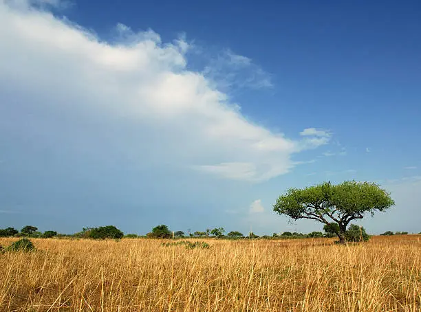 Lone Acacia Tree amongst a yellow field of grass in Waza National Park, Cameroon .