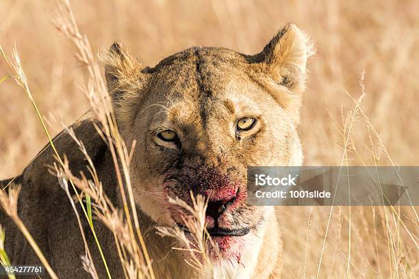 Leoa Em Selvagem - Fotografias de stock e mais imagens de Andar - Andar, Animais caçando, Animal