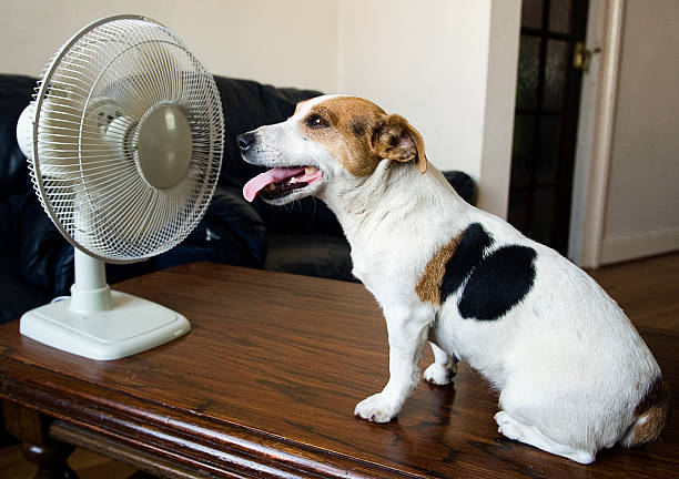 cane e ventola - mettere fuori la lingua foto e immagini stock