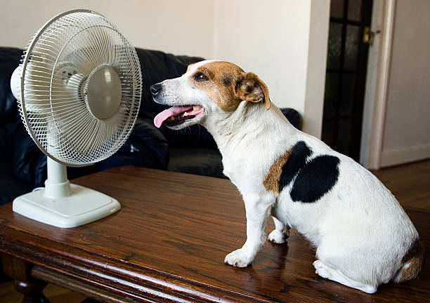 犬およびファン - summer cool electric fan heat ストックフォトと画像