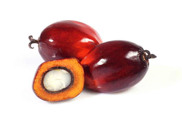 istock Oil palm fruit 454282523