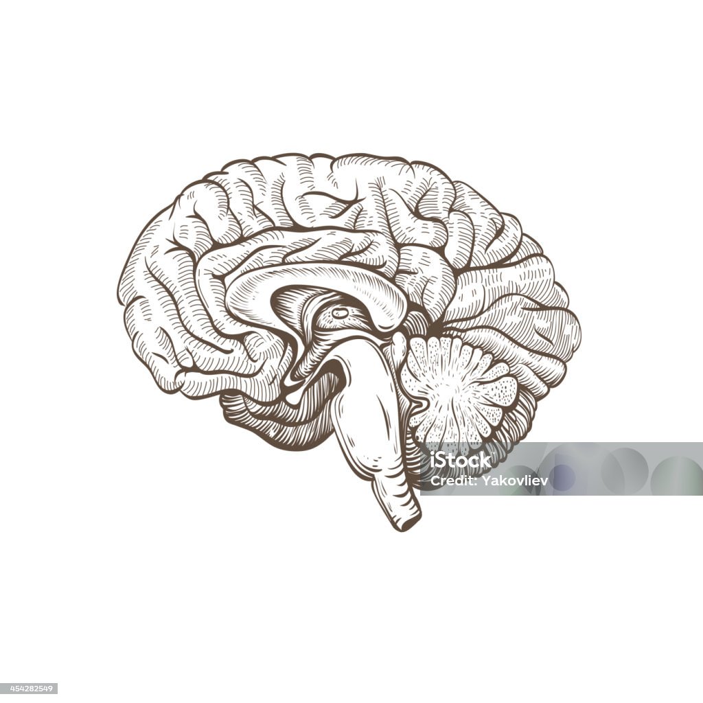 Brain isolated on a white backgrounds Hand drawn brain isolated on a white backgrounds Drawing - Art Product stock vector
