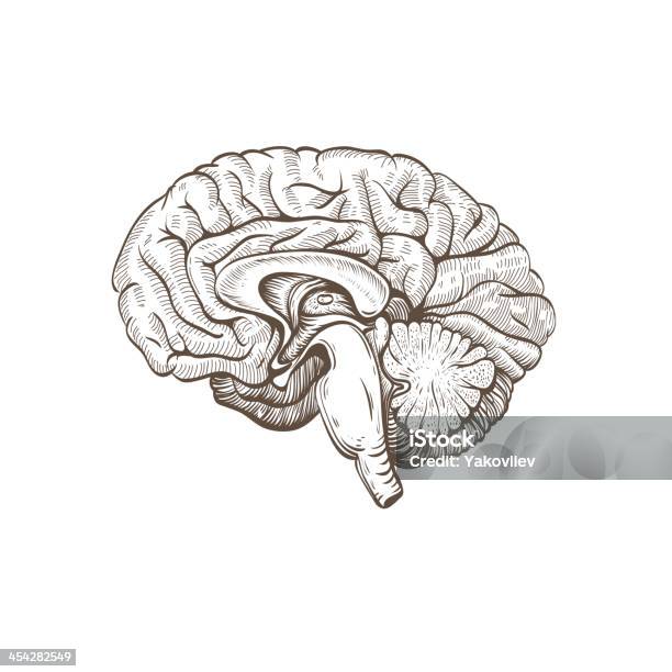 Brain Isolated On A White Backgrounds Stock Illustration - Download Image Now - Drawing - Art Product, Illustration, Anatomy