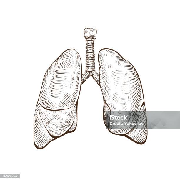 Lungs Isolated On A White Backgrounds Stock Illustration - Download Image Now - Sketch, Art, Illustration