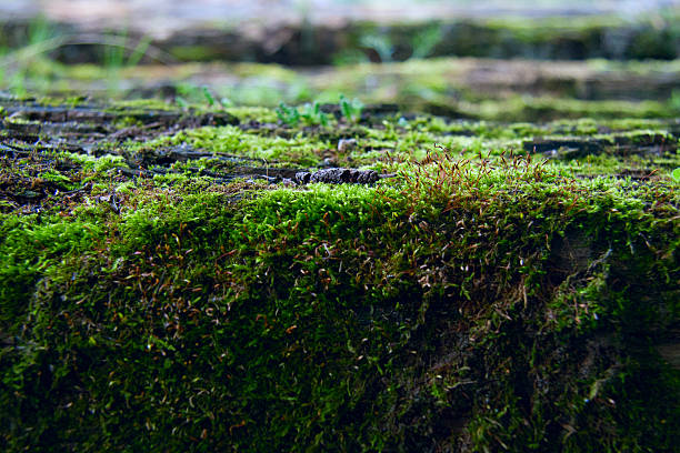 istock Bright green moss in the forest 454284335