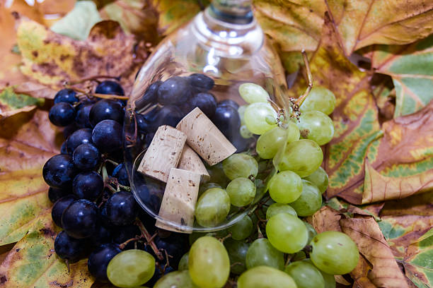 виноград на виноградной лозы - wine cork antioxidant wineglass autumn стоковые фото и изображения