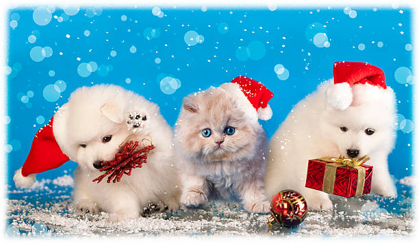 istock puppies white wearing a santa hat and kitten 454290501