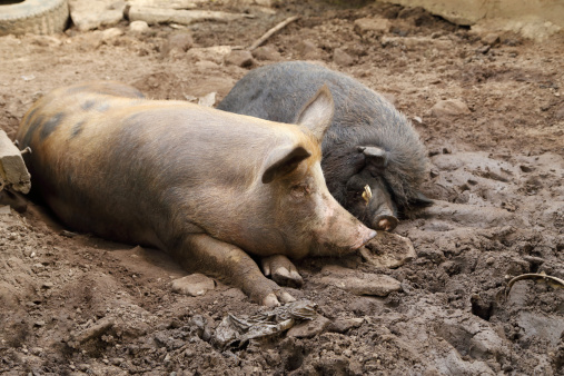pig and wild boar resting on a soil