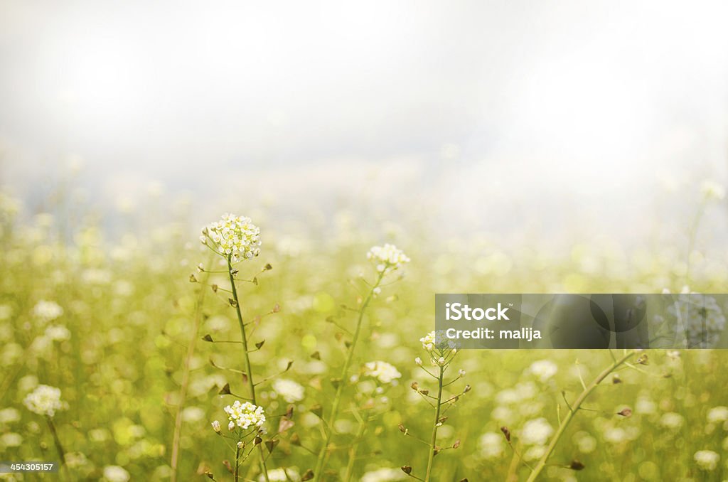 Tiny spring flowers Tiny spring flowers with shallow depth of field, abstract nature background Wildflower Stock Photo