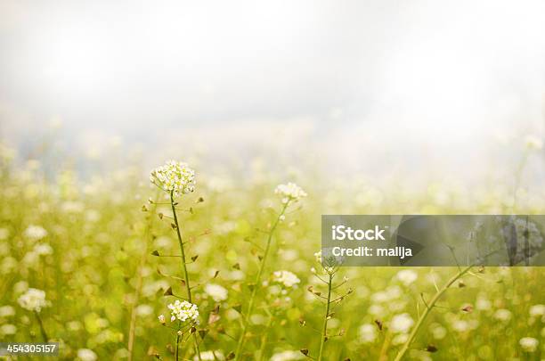 Tiny Spring Flowers Stock Photo - Download Image Now - Wildflower, Meadow, Springtime