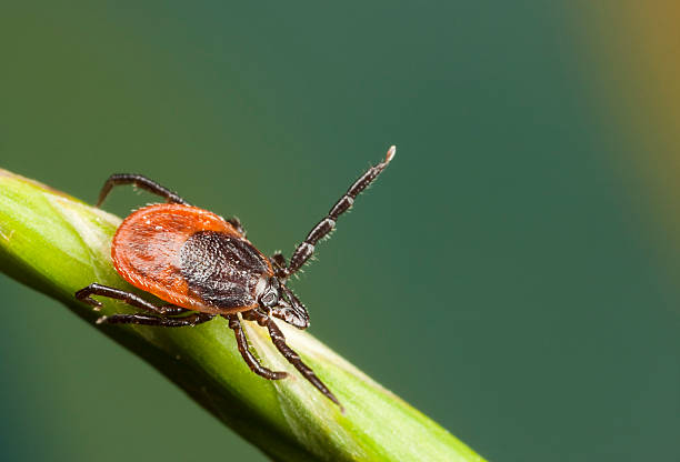 istock Tick on a plant straw 454305619