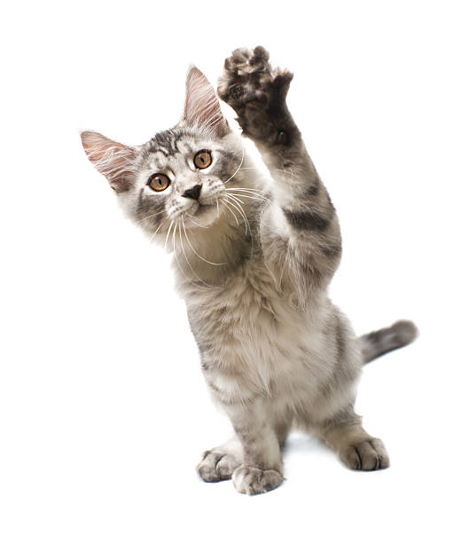 istock gray kitten with paw raised 454305693