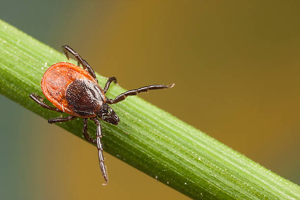 istock Tick on a plant straw 454306361