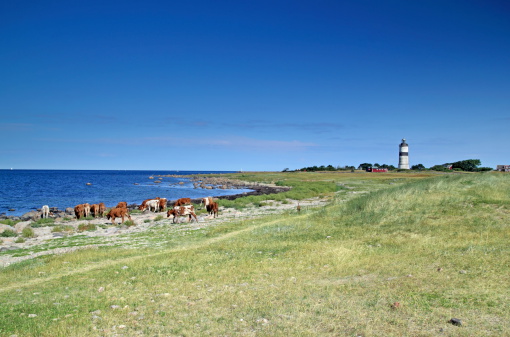 White lighthouse in the dunes in the small Dutch village of Egmond aan Zee in the Netherlands.