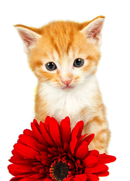 istock Ginder kitten standing behind a red flower 454306697