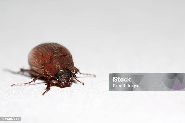 Cockchafer - zdjęcia stockowe i więcej obrazów Biały - Biały, Biologia - Nauka, Bliskie zbliżenie