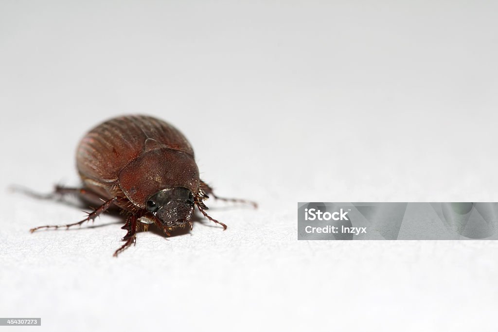 cockchafer - Royalty-free Amarelo Foto de stock