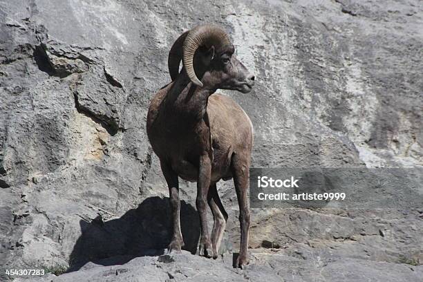 Bighorn Sheep Stock Photo - Download Image Now - Animal, Animal Wildlife, Animals In The Wild