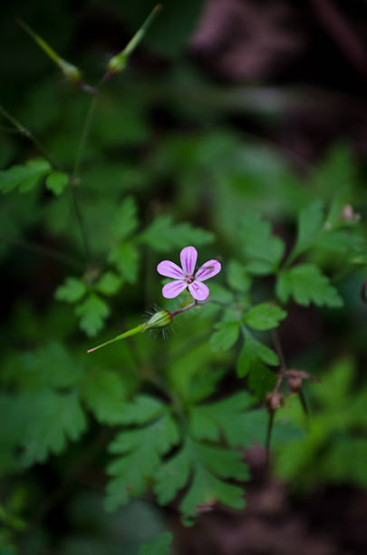 geranio robertianum - close to moving up single flower flower foto e immagini stock