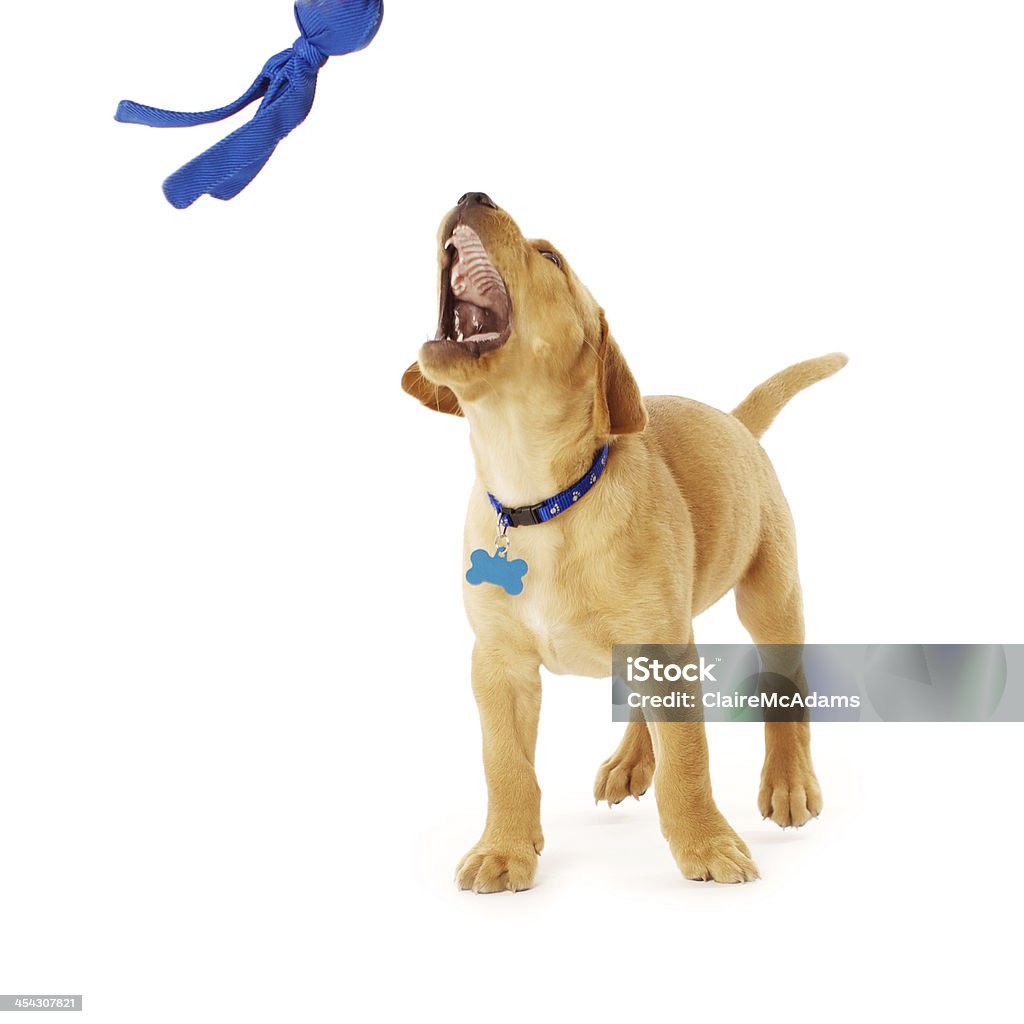 Amusant jaune Lab Chiot - Photo de Retriever du Labrador libre de droits