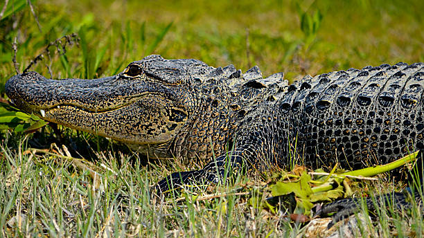 istock Alligator Showing His 4th Tooth 454307917