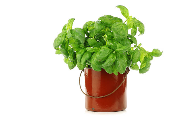 fresh parsley in an enamel cooking pot