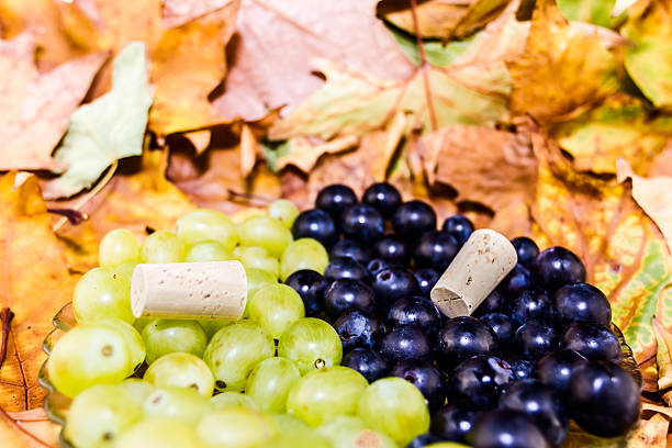 виноград на виноградной лозы - wine cork antioxidant wineglass autumn стоковые фото и изображения