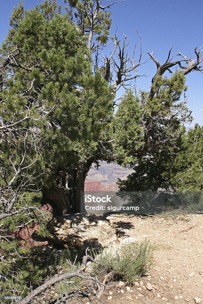 Parco Nazionale del Grand canyon, Arizona, Stati Uniti - Foto stock royalty-free di Ambientazione esterna