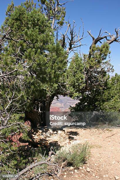 Parco Nazionale Del Grand Canyon Arizona Stati Uniti - Fotografie stock e altre immagini di Ambientazione esterna