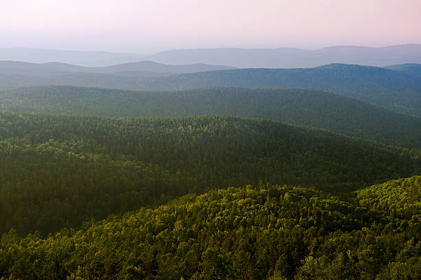 taiga - forest tundra stock-fotos und bilder