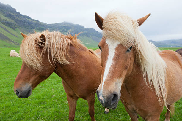 istock Chestnut Icelandic Horses 454311333