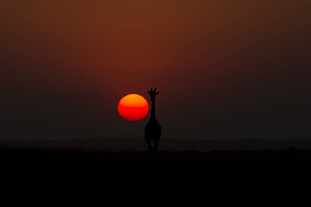 istock Giraffe in savannah at sunset 454313547