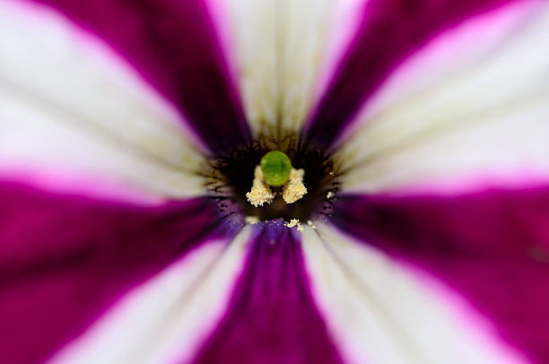 Close up of a Purple and White Petunia stock photo
