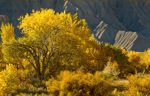 istock Capitol Reef National Park, Utah 454313789