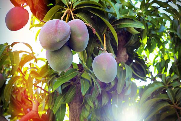 Mango fruit on tree stock photo