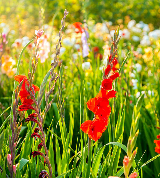 istock beautiful flowers in the meadow 454315223