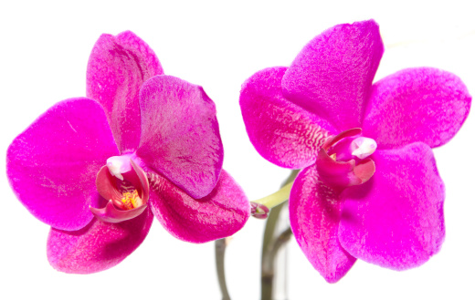 Two large flowers orchid on a white background
