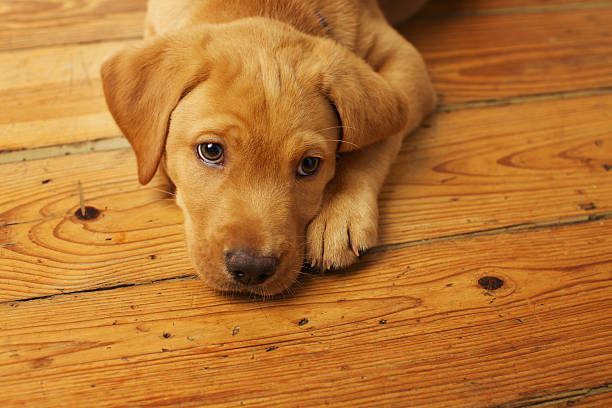 istock Well Behaved Labrador Puppy 454316037