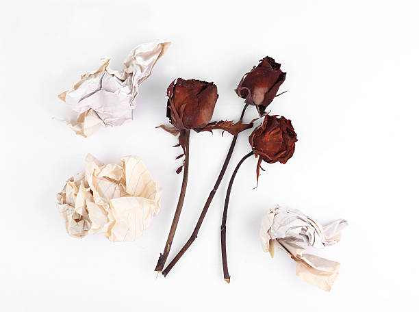 istock Wilting rose and crumpled old paper 454316399