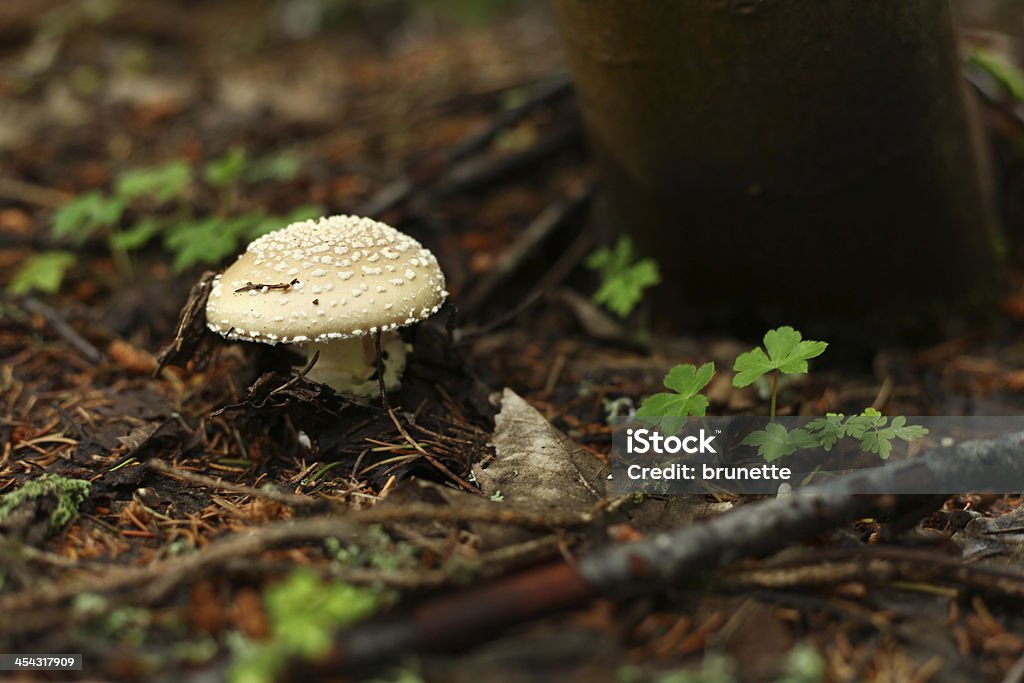 Amanita pantherina - Royalty-free Amanita-pantera Foto de stock