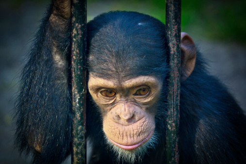 Young chimpanzee in captivity