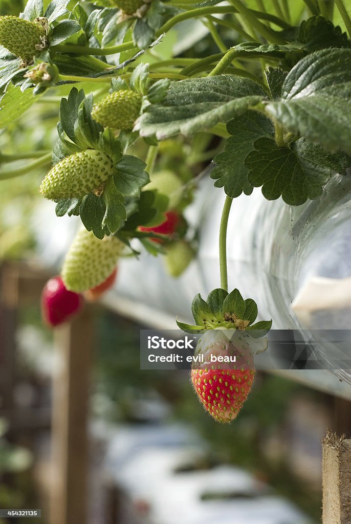 Rojo frescos fresa - Foto de stock de Agricultura libre de derechos