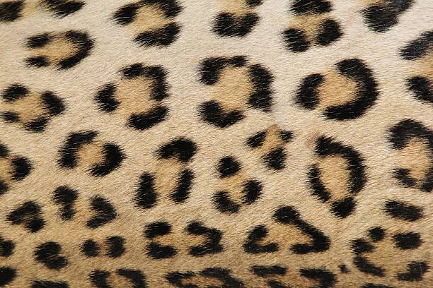 istock Leopard Skin - Real Spots from the African Predator 454321295