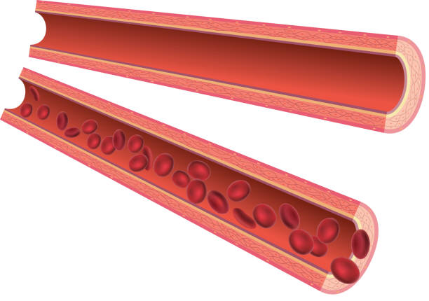 동맥 - blood cell anemia cell structure red blood cell stock illustrations