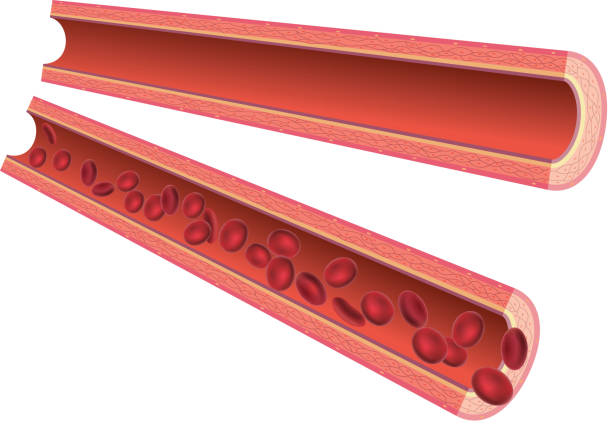 동맥 - antithrombin stock illustrations