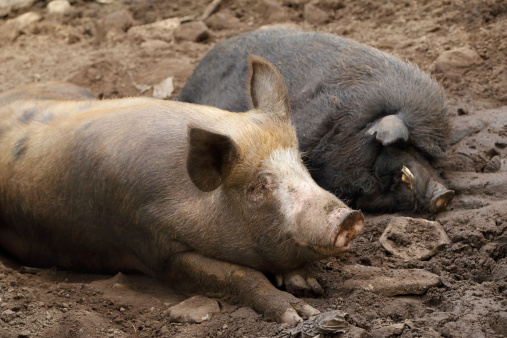 pig and wild boar resting on a soil