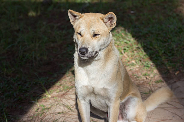 istock Thailand street dogs 454322359