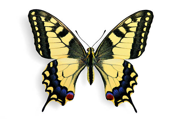 공통접지 스왈로우테일 (papilio machaon - yellow butterfly 뉴스 사진 이미지