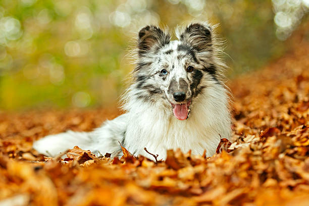 Sheltie in autumn leaves A shot of a young female shetland sheepdog. sheltie blue merle stock pictures, royalty-free photos & images